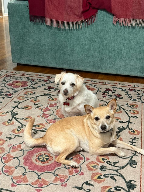 Ventura harbor with boat masts. Red boat. Blue boat. Rose, Natalie and Max eating ice cream. Free mermaid advice: Keep calm and wear pearls. Two dogs sitting together on a rug. A stack of books. Sunset through the trees.