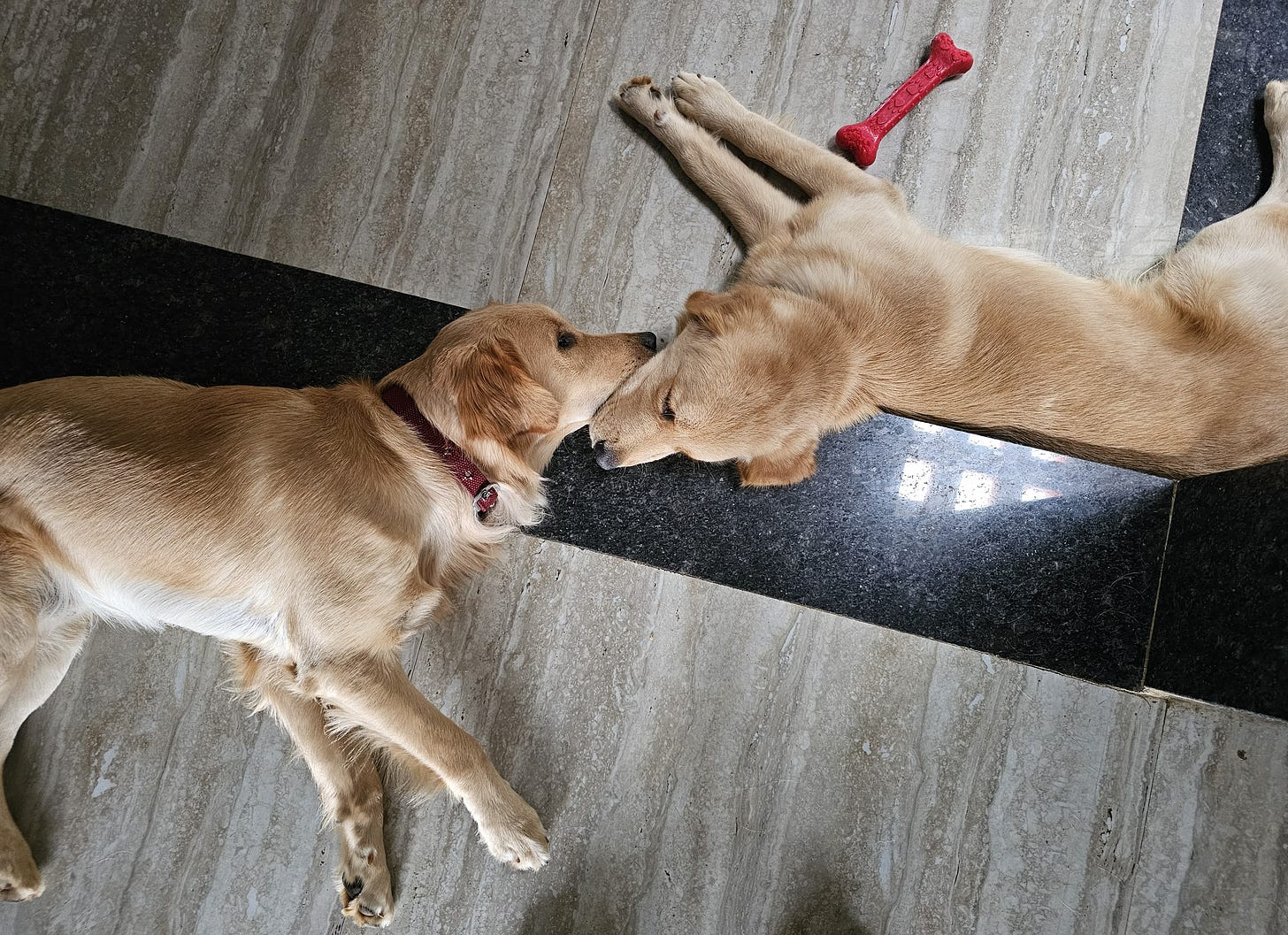 Otis and Ollie, two Golden Retrievers, seen from above at home.