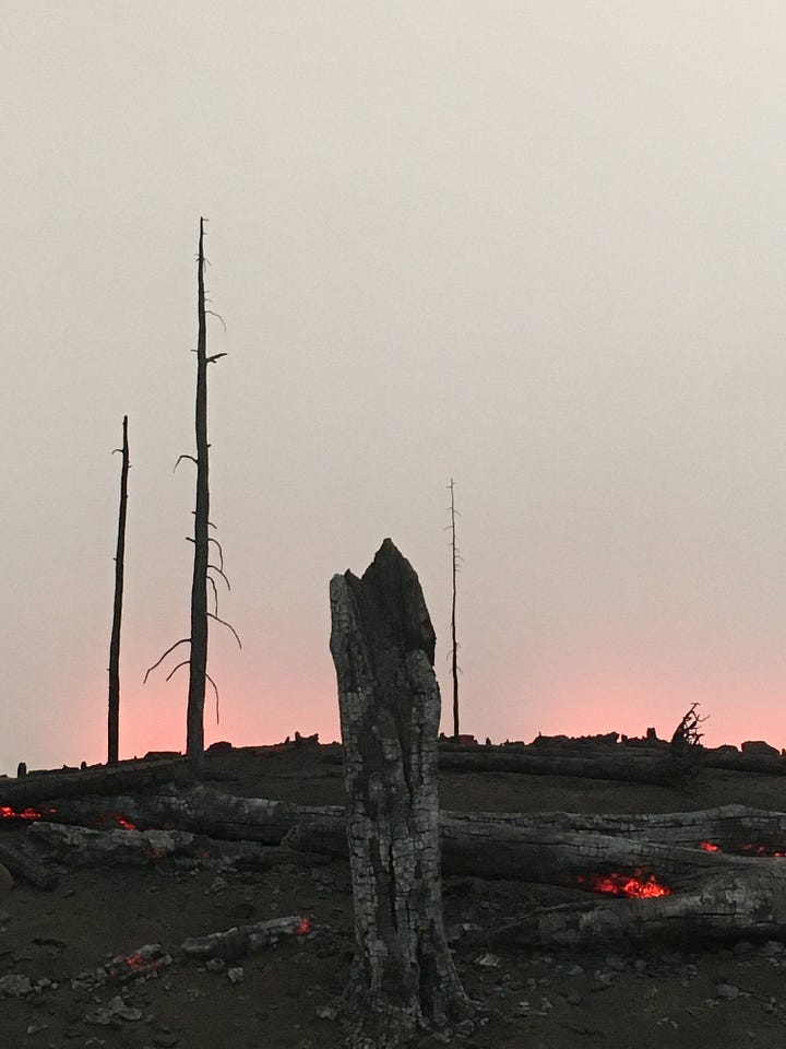 Roxy Paine — Desolation Row [2016] / Giuseppe Penone — Propagazione [1995-2020] / Albero Porta [2012].