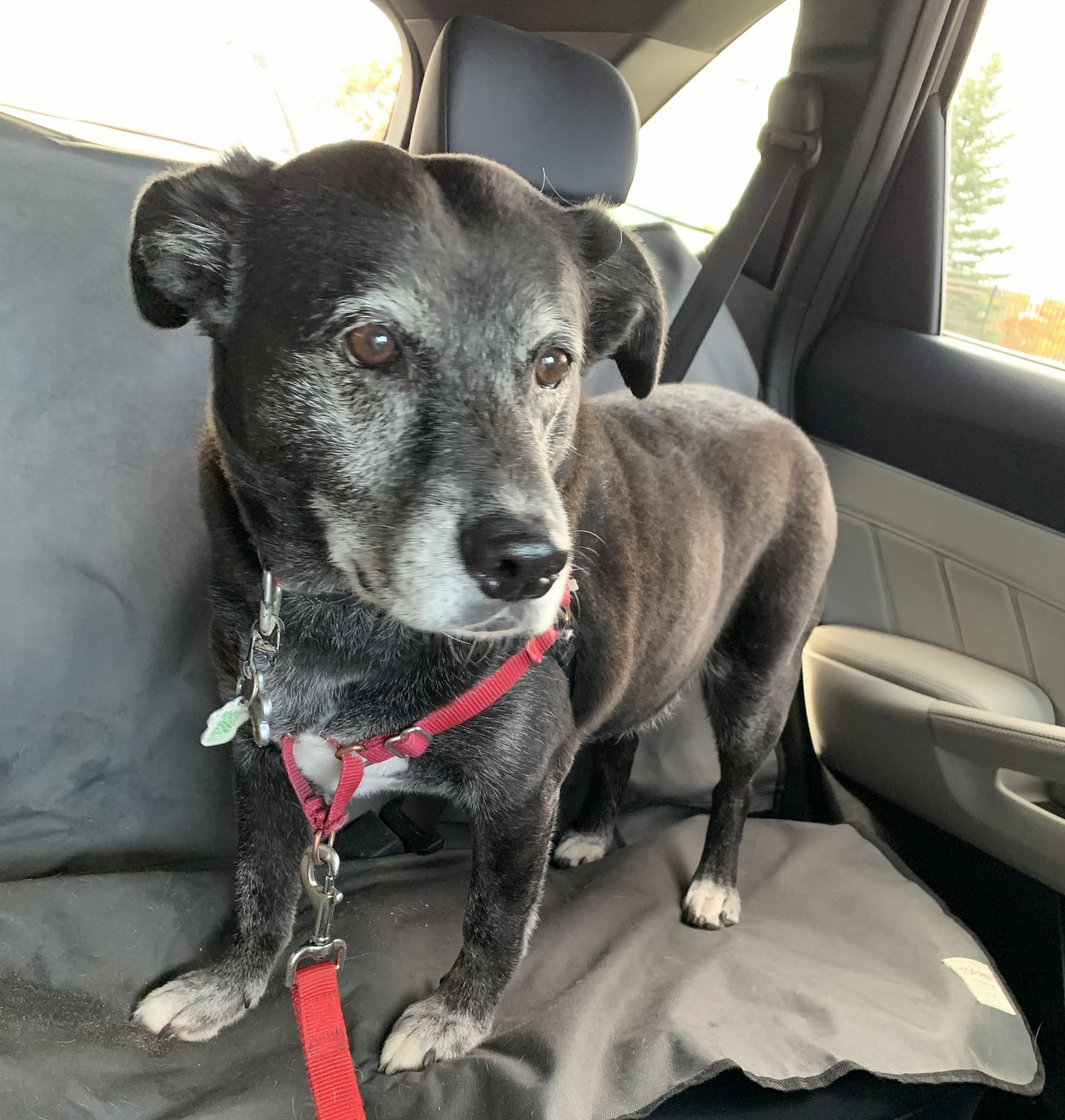Senior black dog in car, looking out the front window in sadness