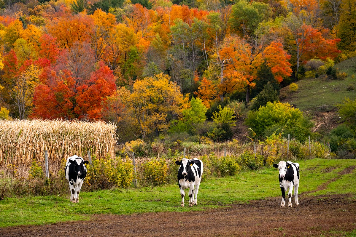 Got Milk | Holstein Cow Photos For Sale | Hartford, Wisconsin