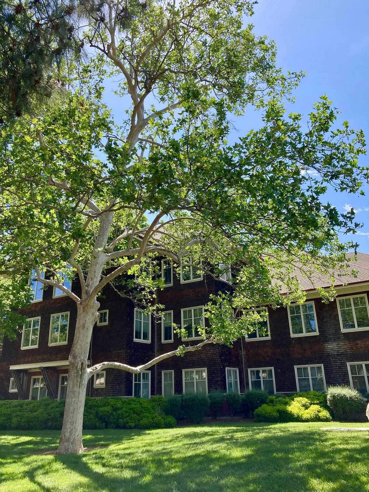 Beautiful tree on a sunny day