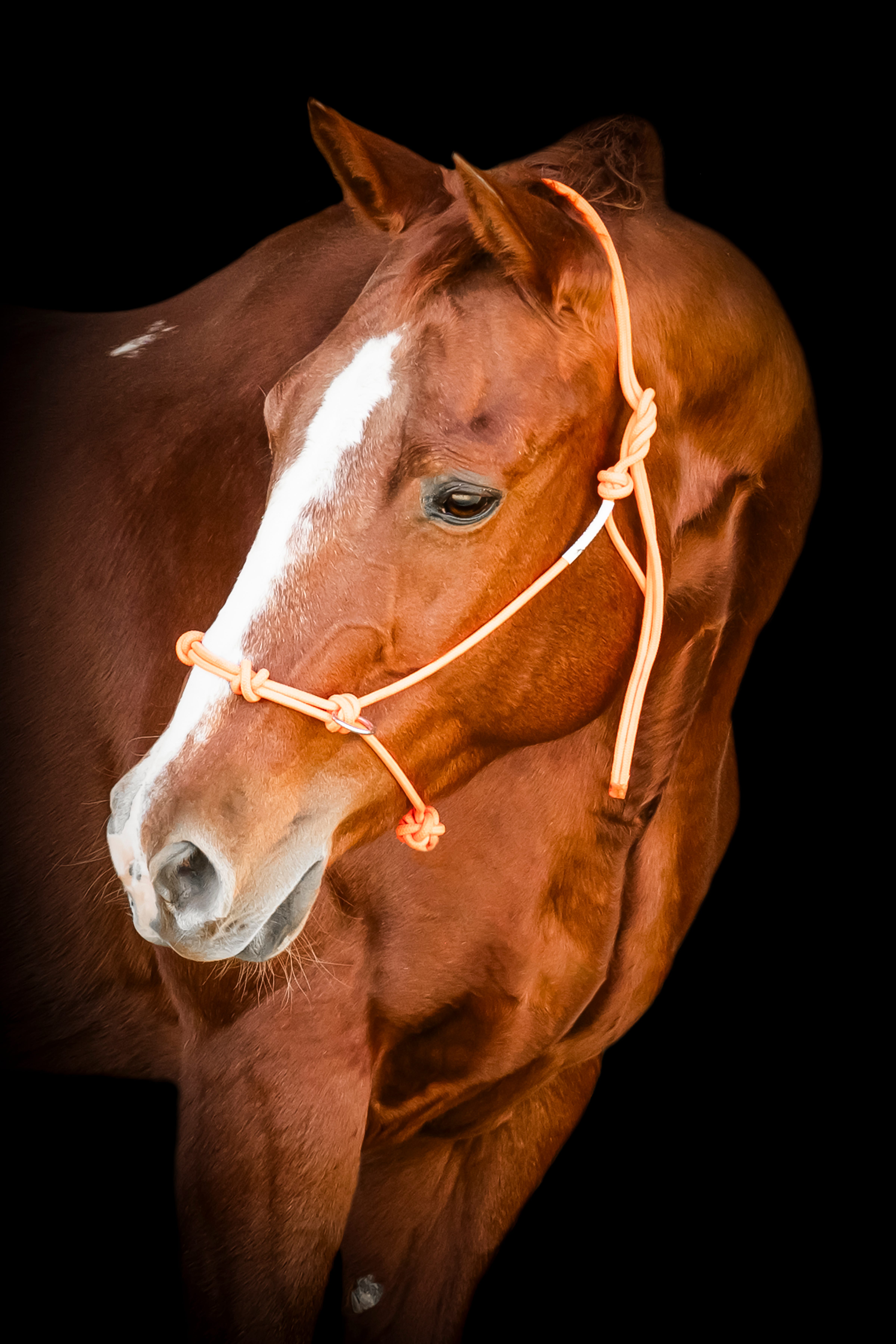 Artwork for John Schwarzkopf