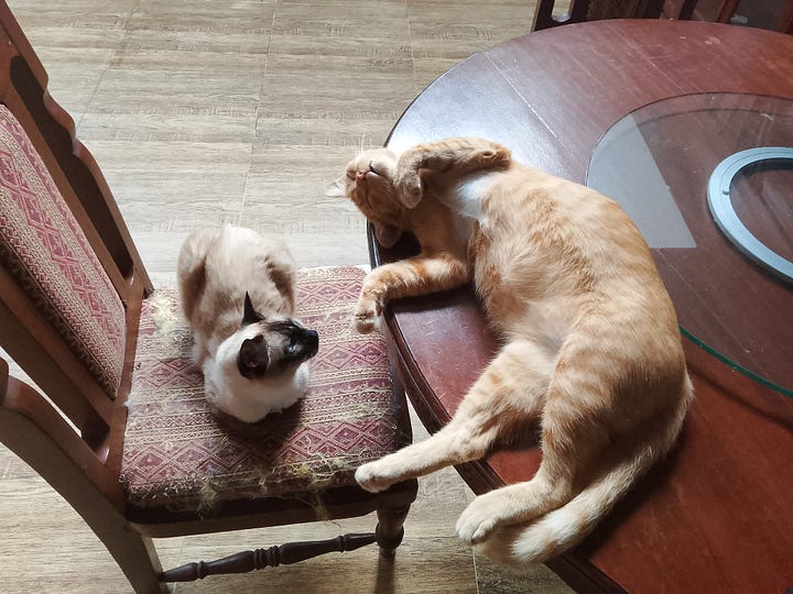 A Siamese princess cat and a giant orange temple cat lounging together at the dining table in our home in northern Thailand.
