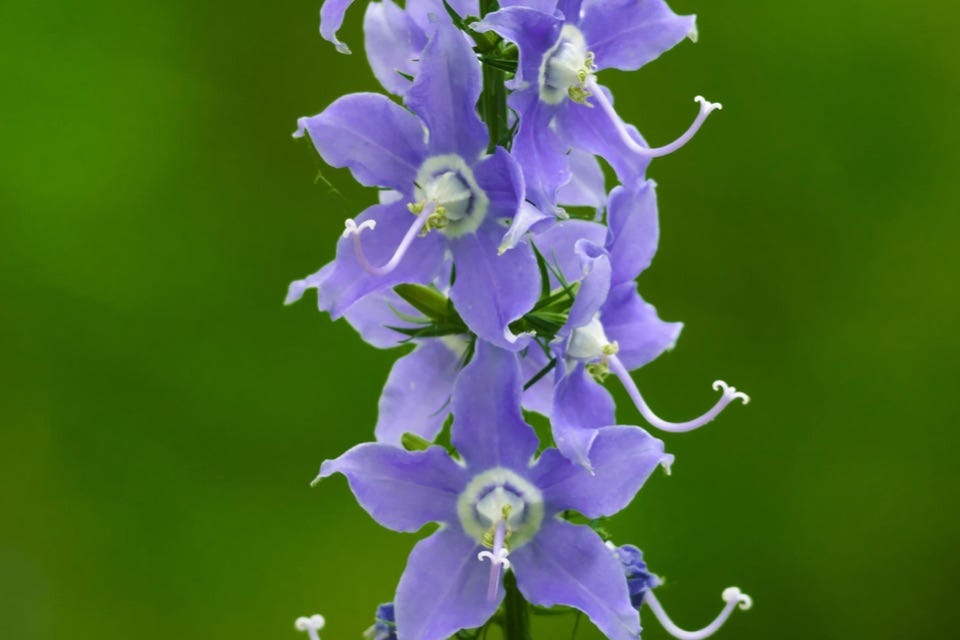 Image of American bellflower. Image of American bellflower.