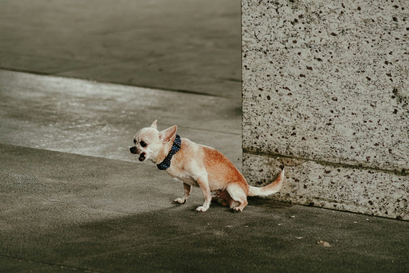 A small asshole dog is barking at something or someone with great(ish) ferocity.