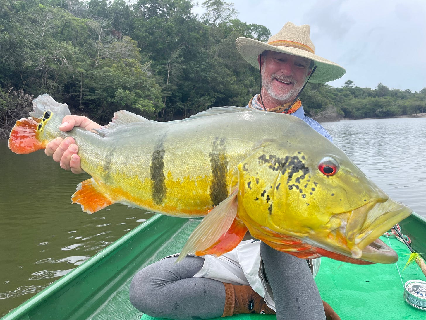 Angler holding large peacock bass in a boat on the Agua Boa River, fishing the Agua Boa Amazon Lodge