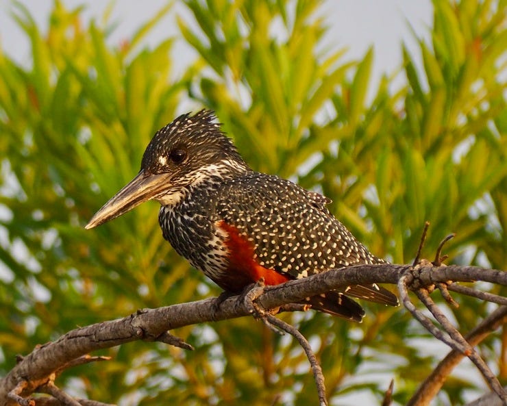 Kingfisher