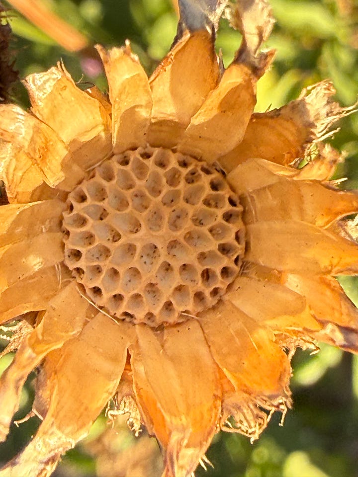 Image of dried flowerhead in the sunshine
