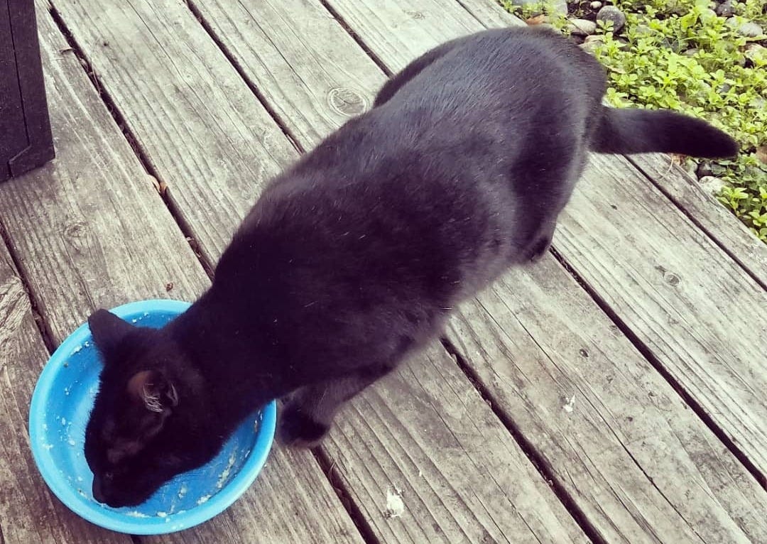 black cat licking the white remnants from a light blue bowl