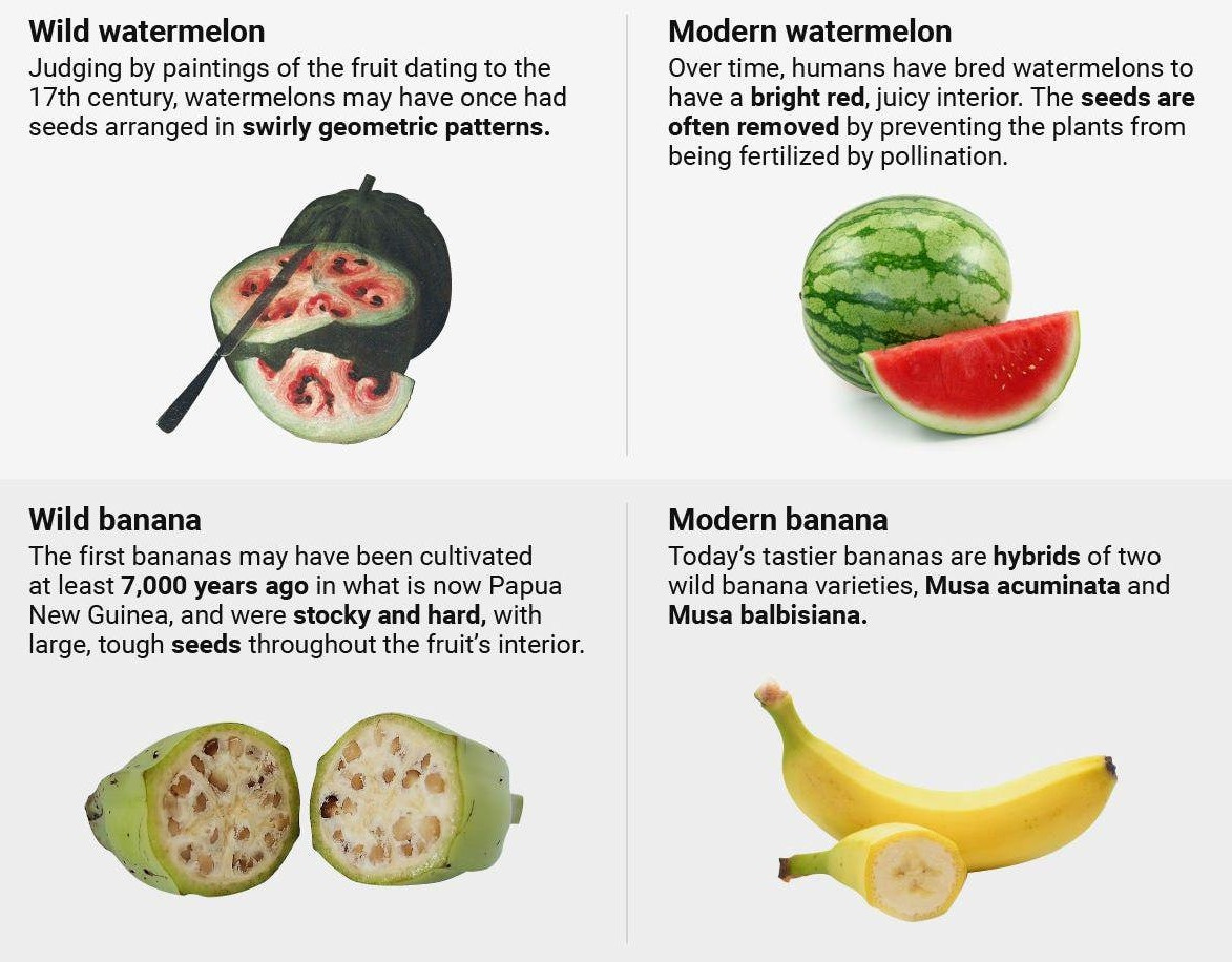 r/Damnthatsinteresting - How some popular fruits and vegetables looked like before people domesticated them r/Damnthatsinteresting - How some popular fruits and vegetables looked like before people domesticated them