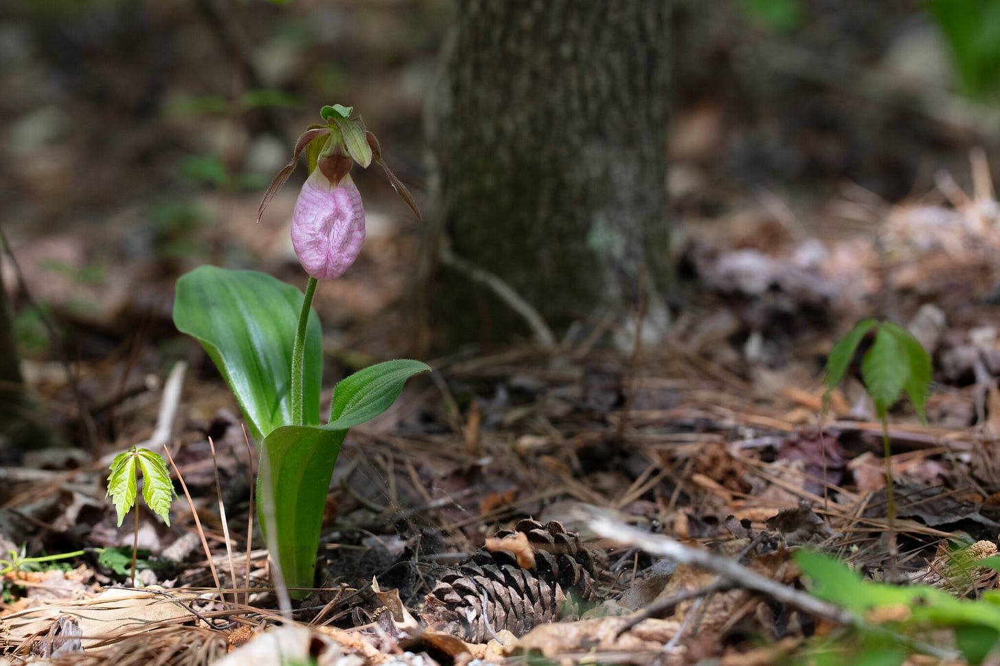 An orchid with a large pink flower on the floor of a forest An orchid with a large pink flower on the floor of a forest