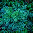 The Sweet Wormwood [Liposomal Artemisinin] Protocol