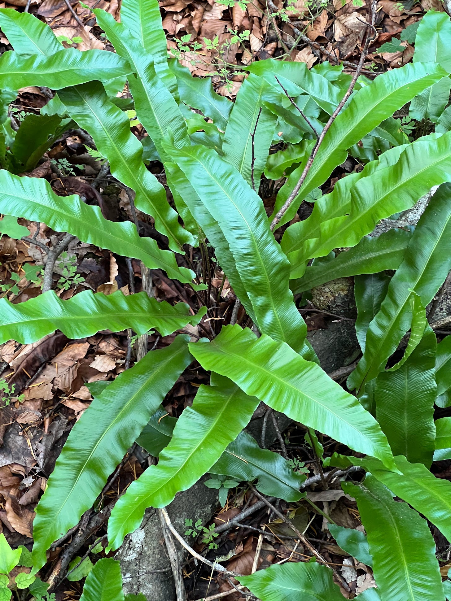 Asplenium Scolopendrium