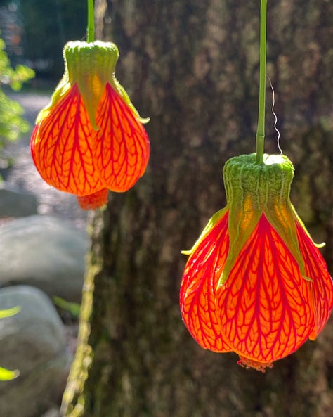 Floraporn in all its red & purple beauty...