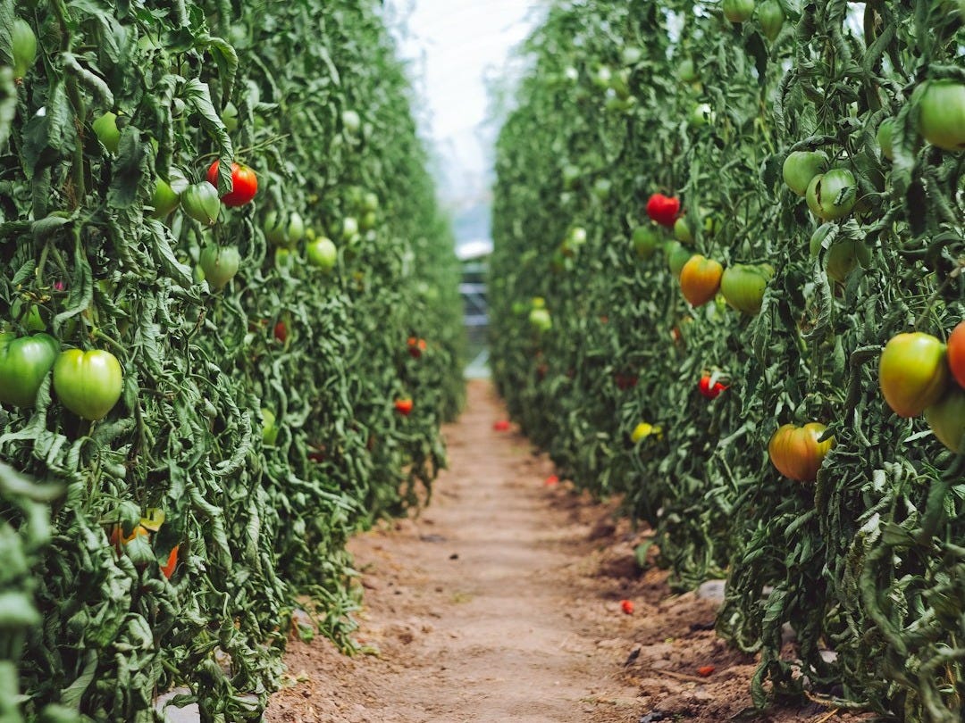 selective focus photography of pathway between tomato plants selective focus photography of pathway between tomato plants