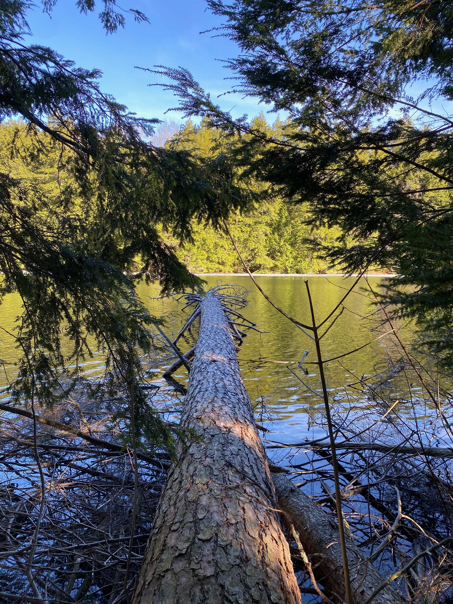 A fallen log stretching out into a sunny pond, surrounded by overhanging spruce branches.