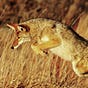 Coyote's avatar