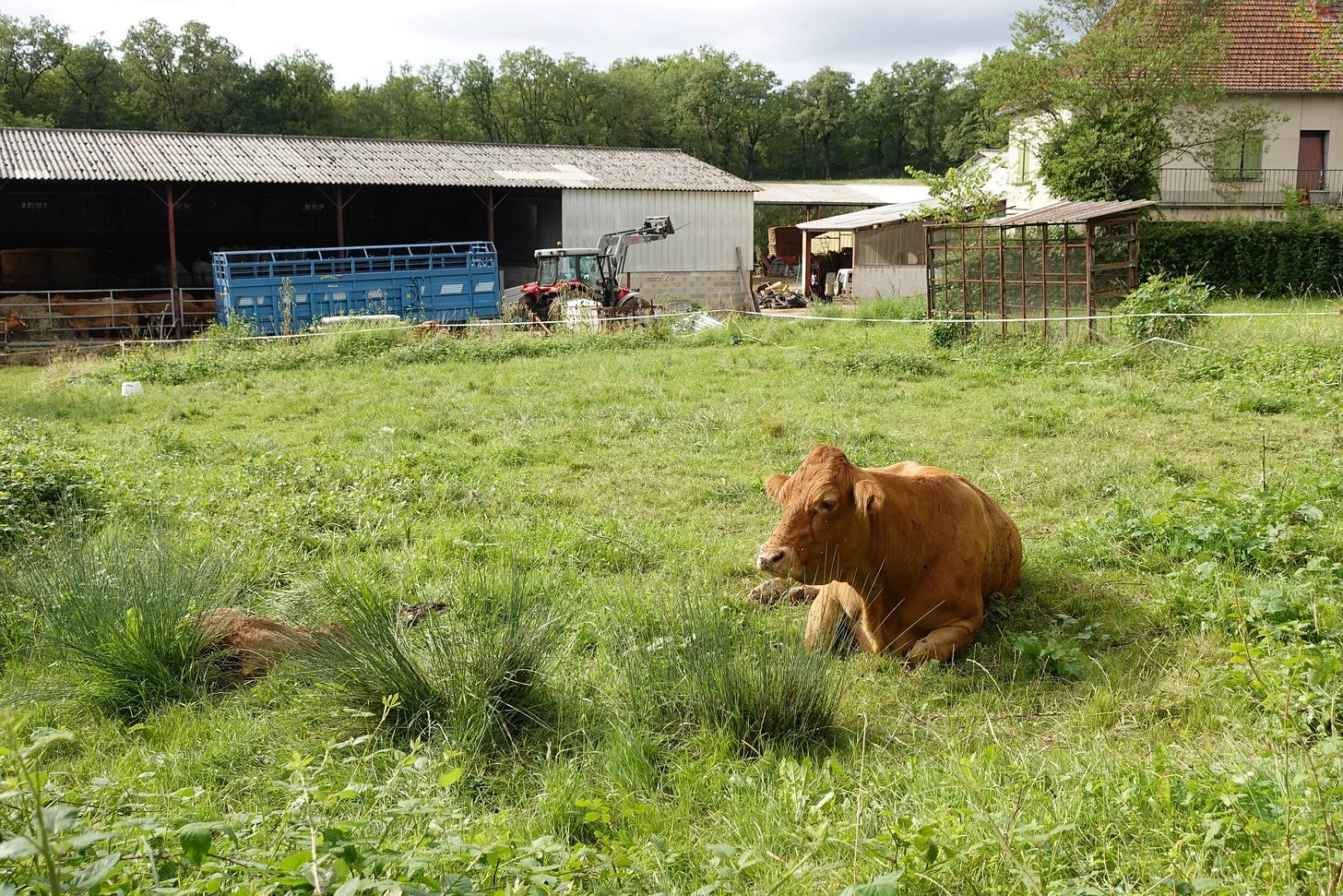 Baby calf and his mommy next door to our country house  