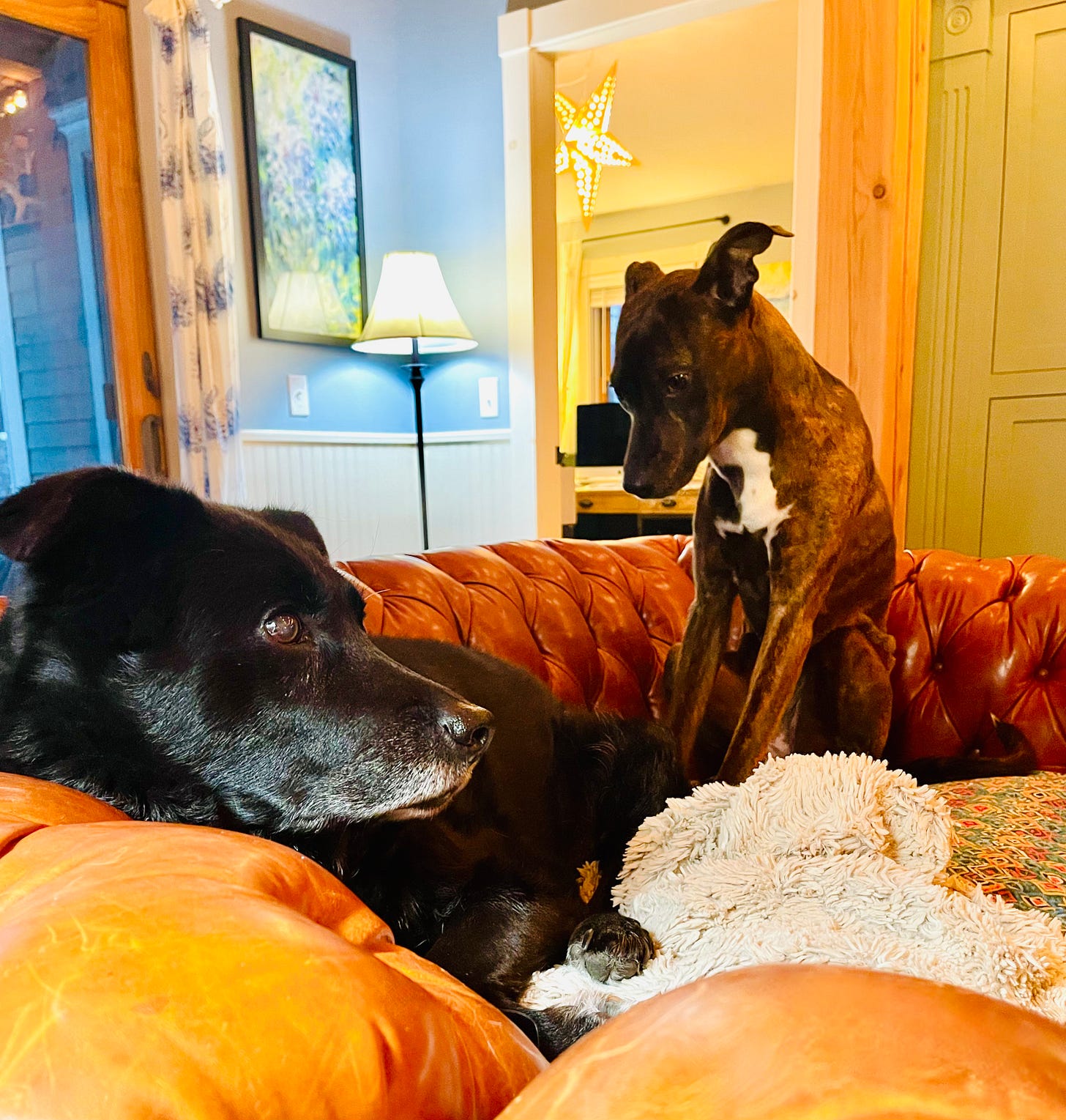 Two dogs attempting to share a love seat. One dog is sitting up and looking down at the other like, "Hey, make some space for me." 