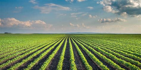 GM Promotes Monoculture - Alliance for Natural Health USA - Protecting ...