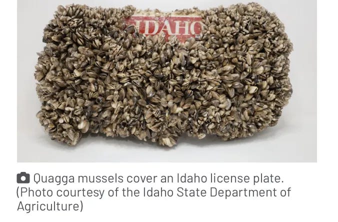 Idaho Politics & Beyond — One Mussel, Millions Spent. Idaho’s Snake River Experiment.