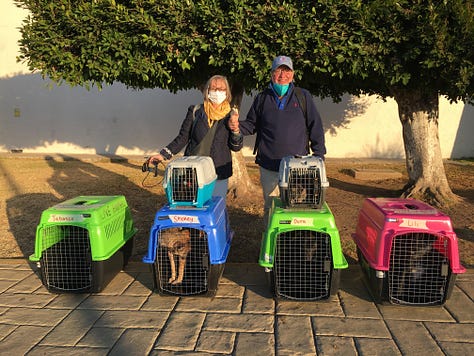 Teddy, Morkie, and Sophie, Prince, Mexipets rescue dogs and cats