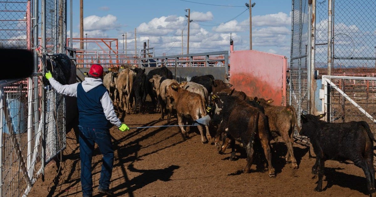 Imminent screwworm infestation threatens Texas' cattle