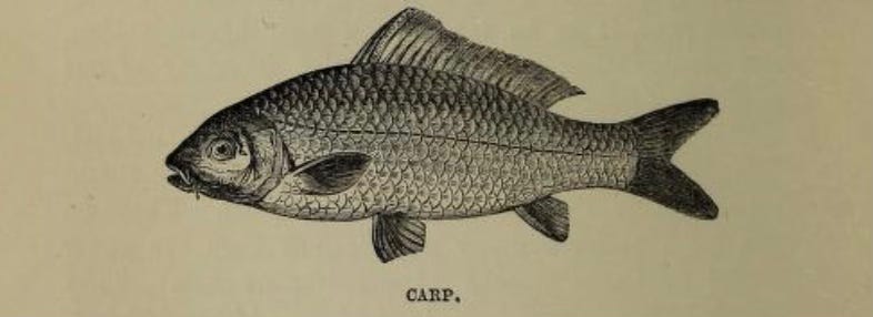 illustration of carp fish