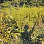 Using psychedelics in recovery, part 2