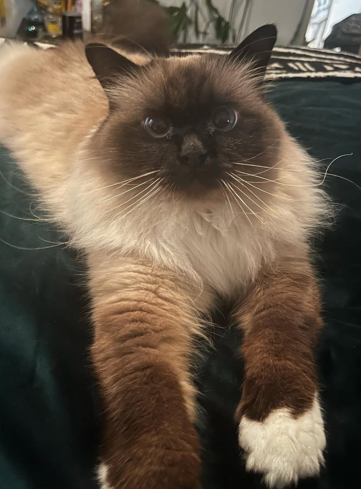 Artemis the Birman from Karen’s Instagram