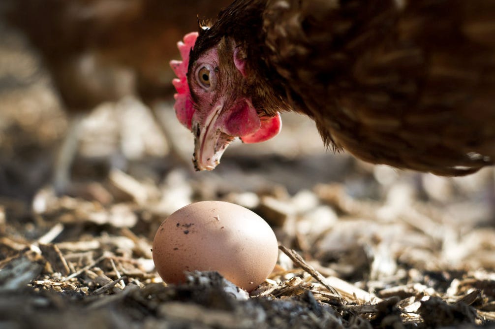Fowl Play: How Chicken Genetics Barons Created the Egg Crisis
