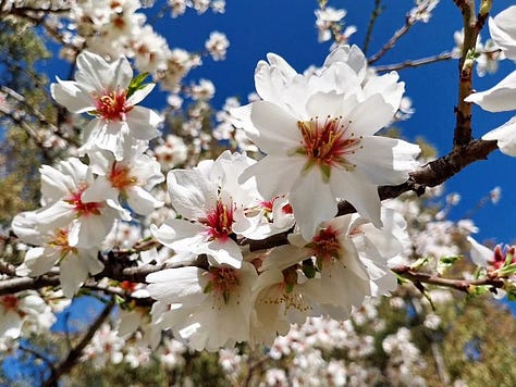 primavera luz belleza efímera Sakura 