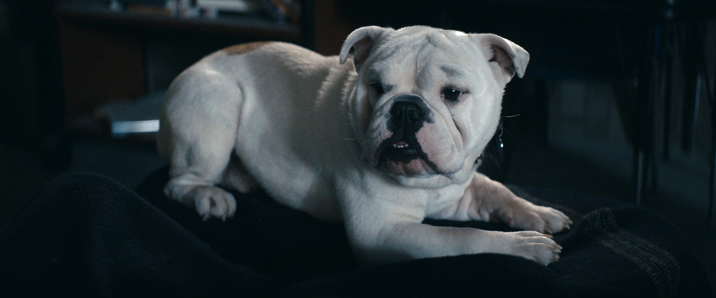 Terror cachorro do Butcher em The Boys