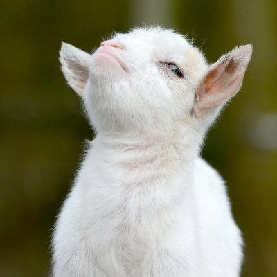 Stubborn Goat (@FieldOfGoat) / X