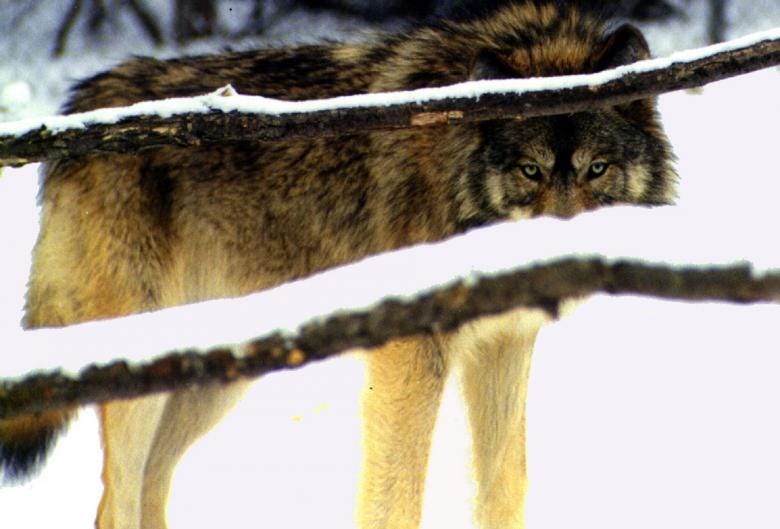 Wild Wolf - Free Stock Photo by Pixabay on Stockvault.net