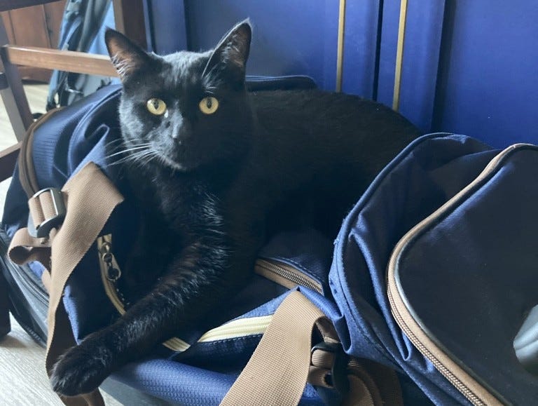 Sprite is sitting on a blue duffel bag atop a chair and looking like he is not wanting to leave. Sprite is sitting on a blue duffel bag atop a chair and looking like he is not wanting to leave.