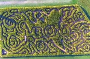 corn maze