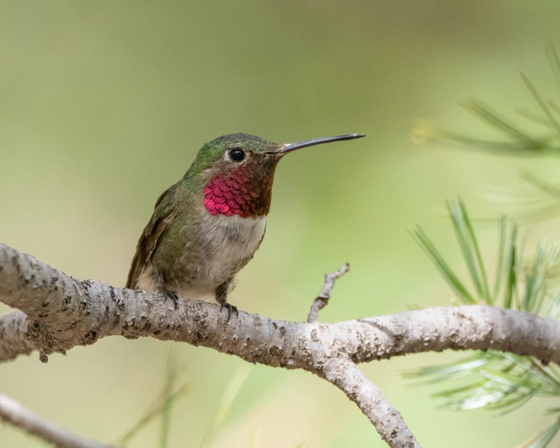 20250721-MillerCanyon-409-Edit.jpg 20250721-MillerCanyon-409-Edit.jpg