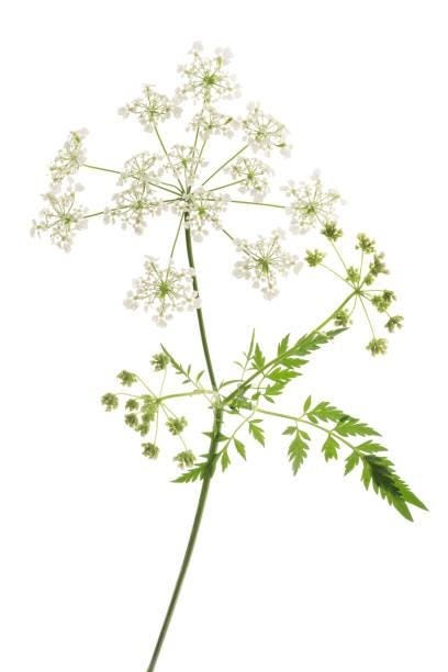4,100+ Cow Parsley Stock Photos, Pictures & Royalty-Free ...
