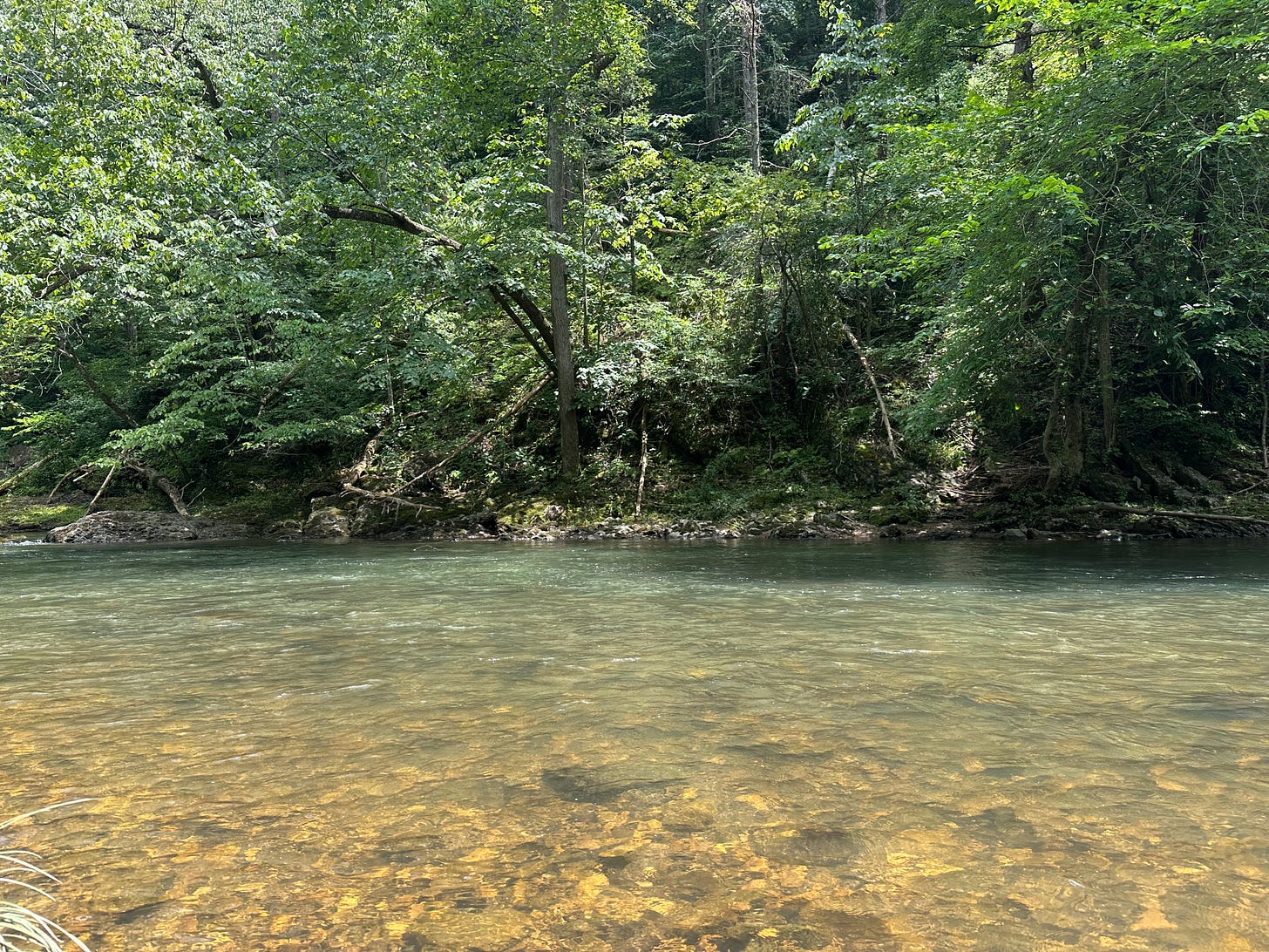 A picture of clear blue river water with green trees above it, and sun shining on the surface of the water