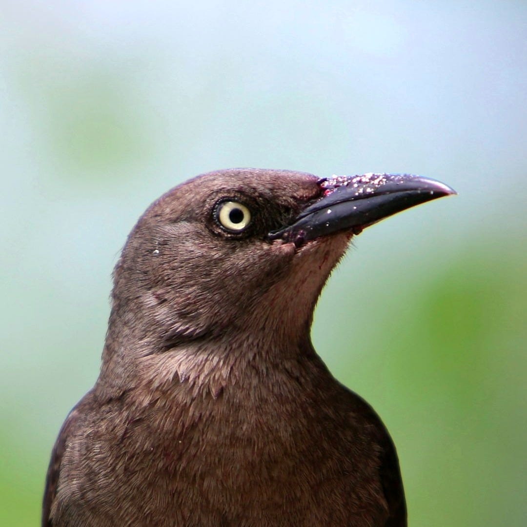 A brown bird sitting on top of a piece of wood