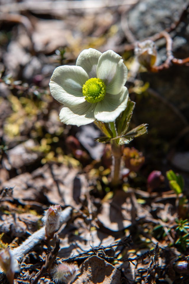 A macro view of a small-flowered anemone seen from behind, its cupped petals pale green-white washed with bluish purple on the outside, held on a hairy stem above a whorl of toothed green leaves. The forest-floor litter behind is thrown out of focus.