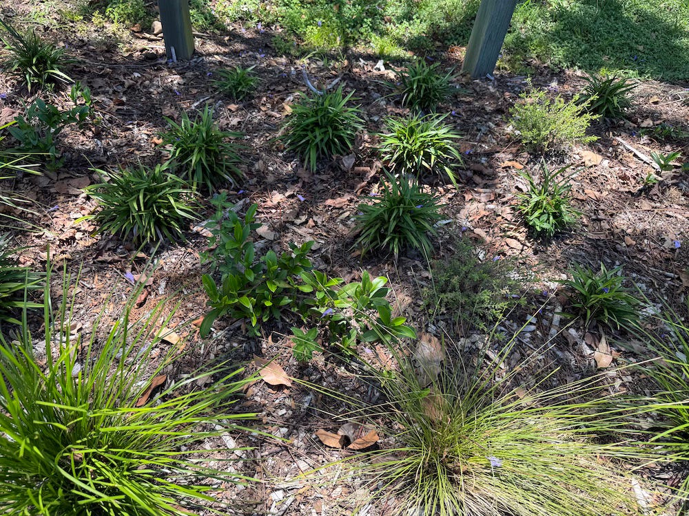 plants in garden bed