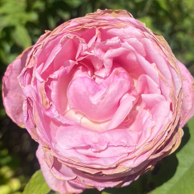 Revolutionary Hearts