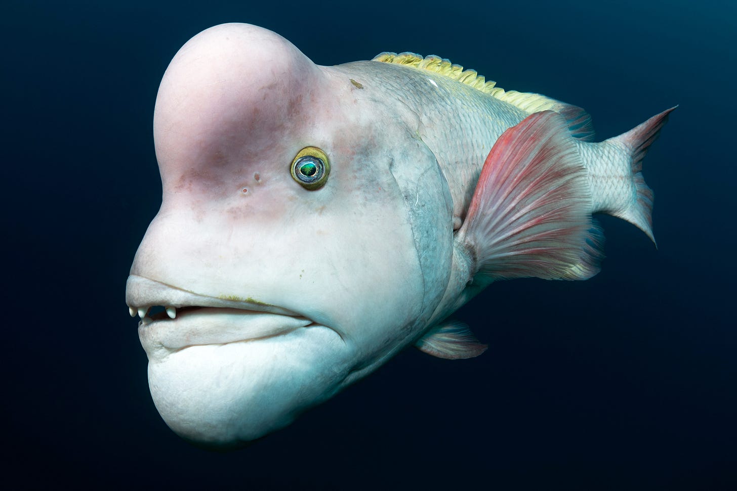 Peixe Kobudai