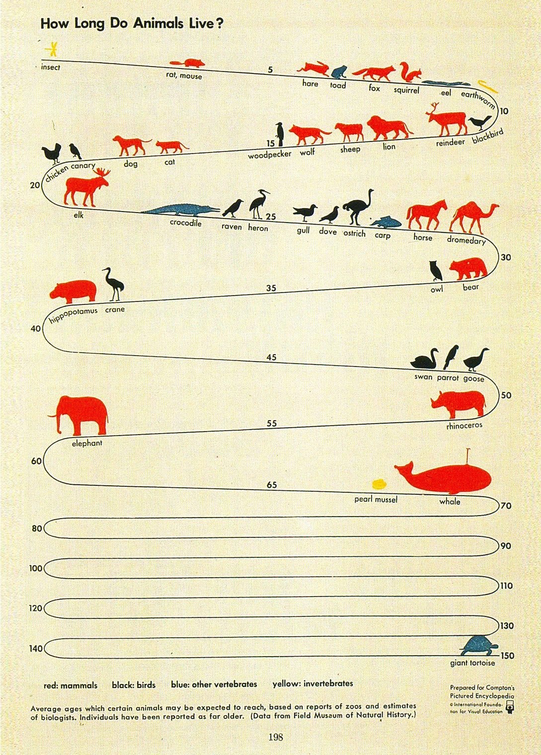 Via Cool Infographics - this chart of animals’ lifespans dates back to 1939