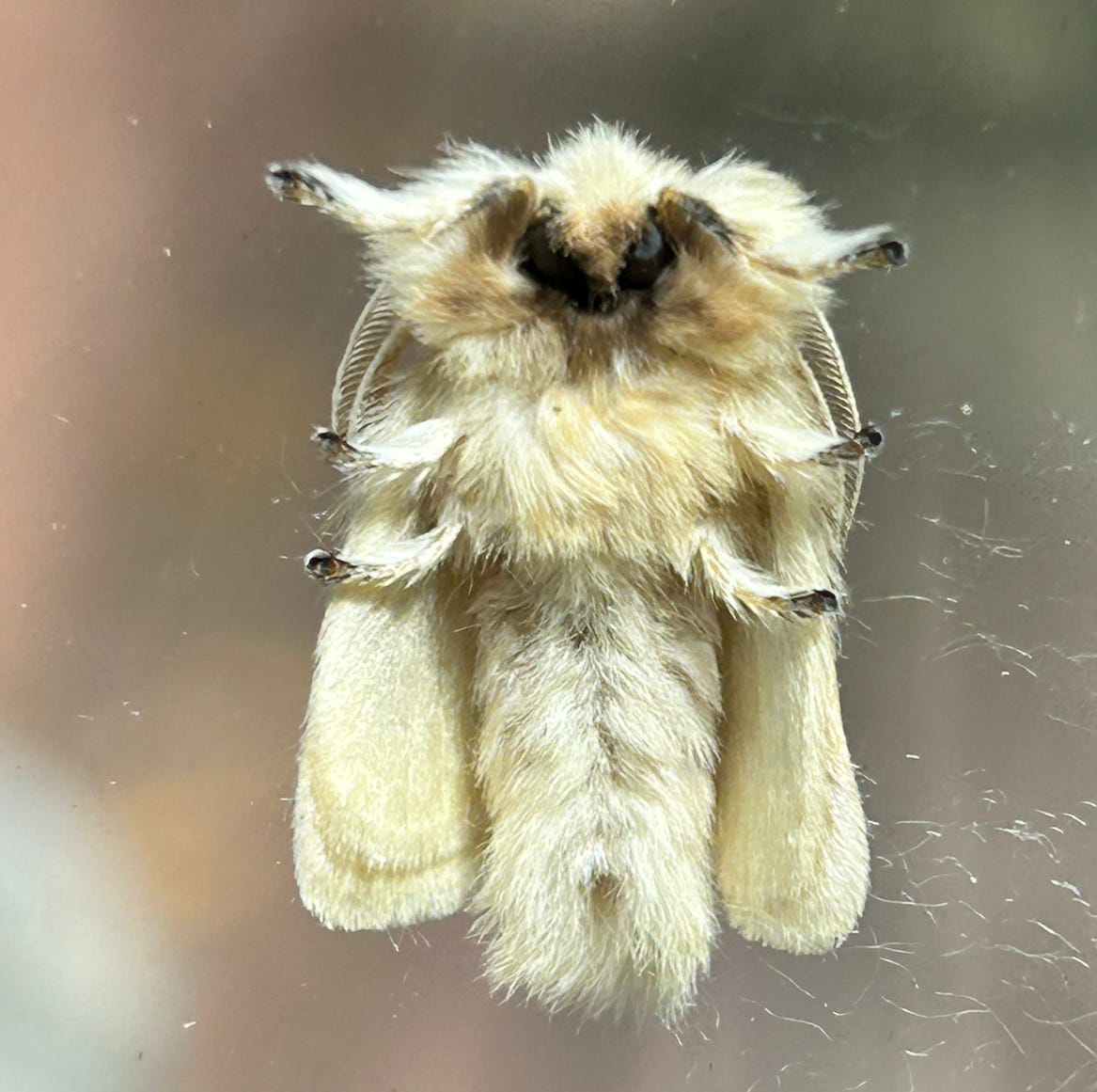 Meant for the Mountains