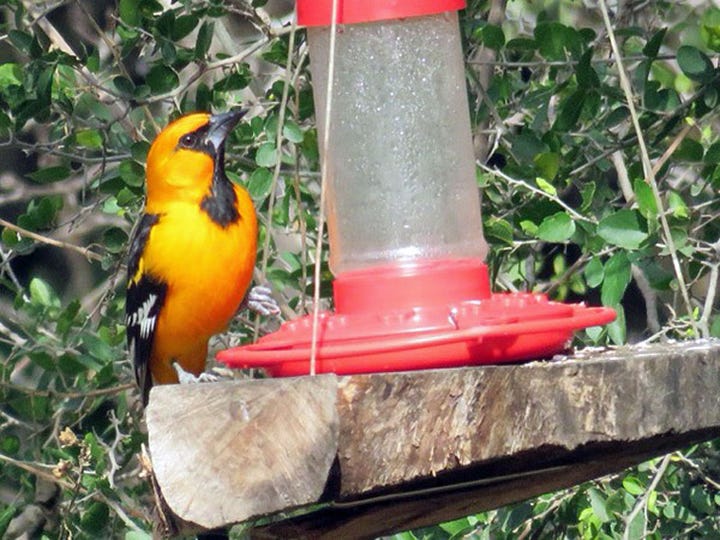 Altamira Orioles add splashes of color