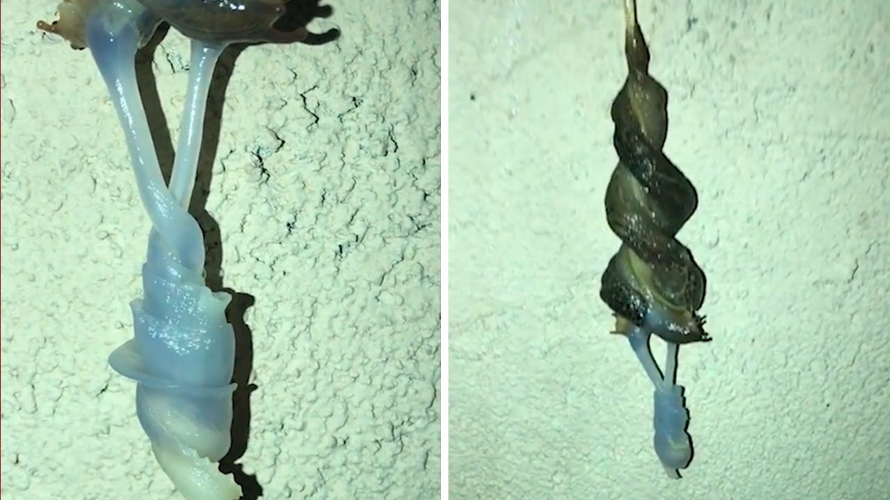 A slimy mass of spiraling flesh with a transluscent glob hanging down below the opaque, greenish body.